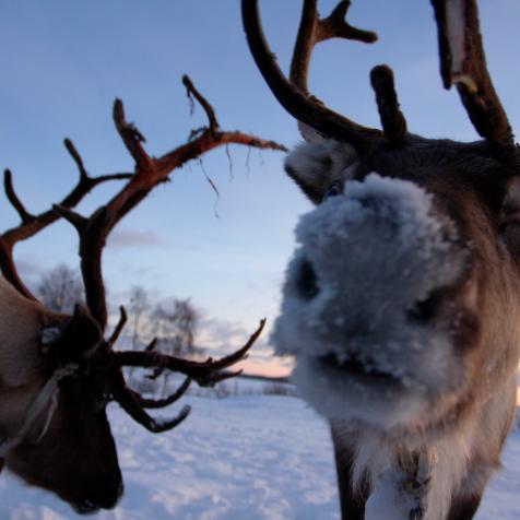 Nosy reindeer with antlers in the winter snow