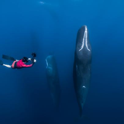 Patrick up close to the sleeping giants, sperm whales.