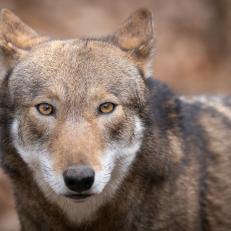 A portrait of a a red wolf.
