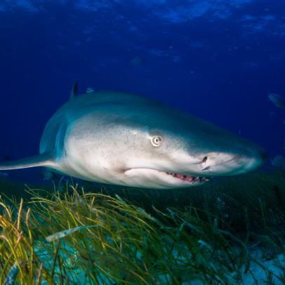 Shark Week: The Podcast - Do You Have the Guts to Be a Shark Handler?