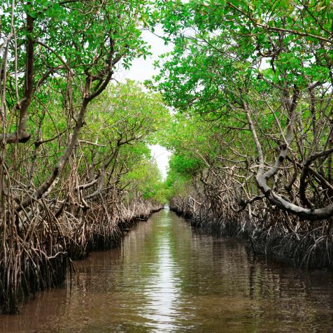 Horizontal image of a symmetrical photo of a mangrove taken from an air boat on a water canal in Everglade City, Florida. Mangroves are distinct because they are a saline woodland or shrub land along coastal environments that tolerates high levels of saline. Mangrove forests transport carbon dioxide from the air and store the carbon dioxide in greater quantities than any other types of forests. They are one the best scrubbers of carbon dioxide so environmentalists know they must be protected.They are part of the Everglades National Park system. Plant family is Rhizophoraceae, Genus is Rhizophora. Rhizo means "root" in Greek.