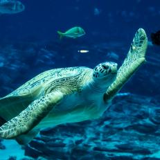 Georgia Aquarium recently celebrated Tank the green sea turtle’s Gotcha Day – and it was flipping fantastic! 