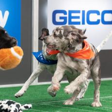 Odell Barkham (left) with a toy football in his mouth. Mallorie (center) and Odin (right) are roughhousing.