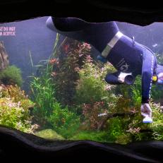 Imagine trying to clean a window while fighting the physical law of buoyancy (your body floating to the surface). Aquarium divers use suction tools to maneuver more easily inside the exhibits. 