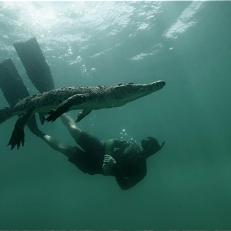 Forrest swimming with a crocodile.