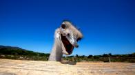 Nature in Focus | Welcome to Ostrichland