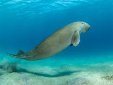 Dugongs, the peaceful ‘sea cows’ of the ocean have been declared functionally extinct in China. The vegetarian mammal has vanished from the coastlines of Asia and Africa.