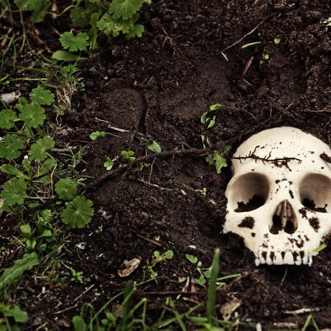 A human skull lies partly dug up in the earth.