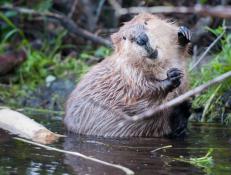 Relocated beavers cooled stream temperatures and restored the water levels only a year after their arrival.