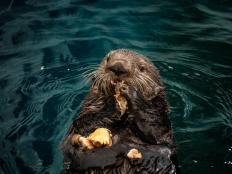 Our southern sea otters at Georgia Aquarium are furry, energetic, and (of course) adorable. They spend most of their days swimming, playing, and eating, but most importantly they inspire our guests to care for our world’s waters.
