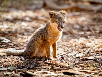 The Island Fox yawns in the Scorpion Canyon Campground on Santa Cruz Island in Channel Islands National Park. The fox only lives on six of the eight Channel Islands and is the apex predator. The Island Fox hears when boats arrive and heads toward campgrounds to look for food left behind by visitors.