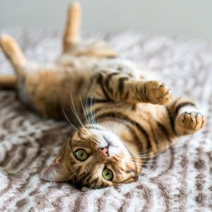 Cute bengal funny cat playing at home