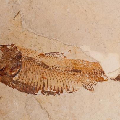 The Oldest Complete Fish Fossil was Discovered Thanks to Kung Fu