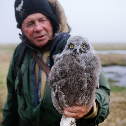 A Rare Glimpse of Disappearing Snowy Owls