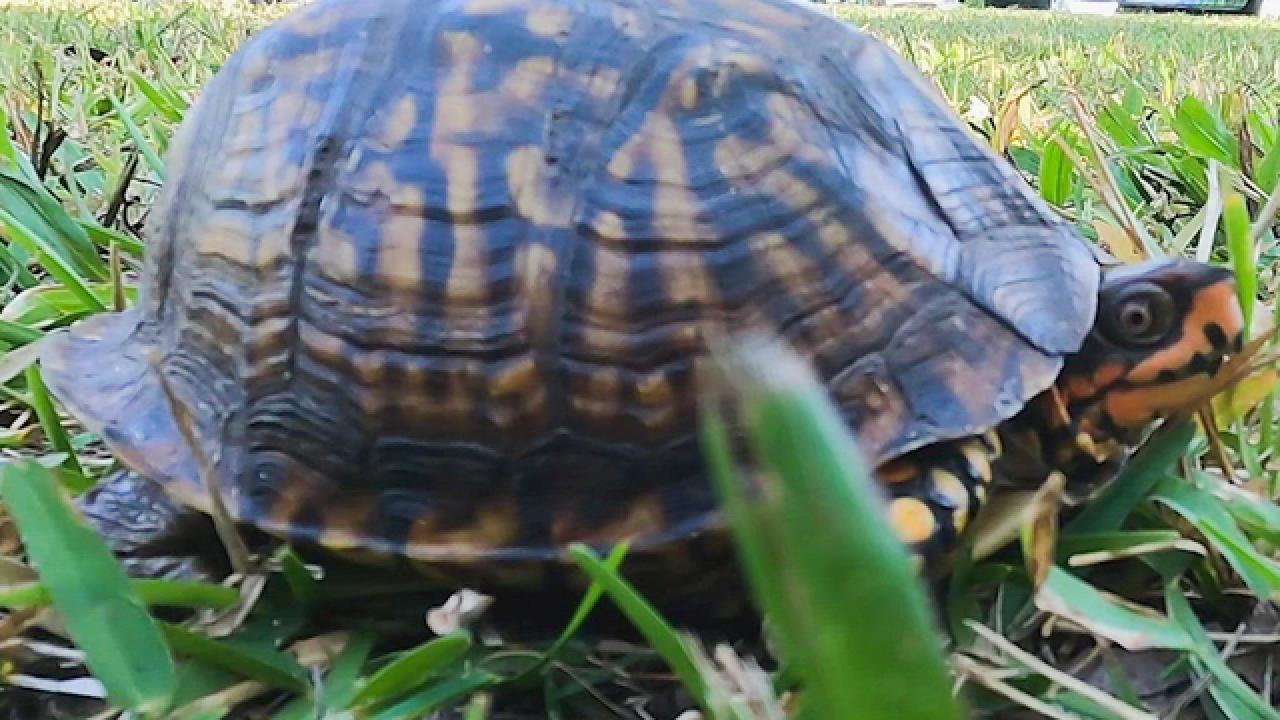 Nature is Fly | Turtle Rehab in Jekyll Island