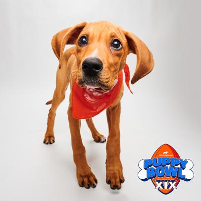 Meet the Players of Puppy Bowl XIX