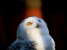 A captive Snowy Owl in winter quarters at the Raptor Center, Great Swamp National Wildlife Refuge, New Jersey. They, too, migrate. No matter where you are in North America, there are different opportunities to see different species. 