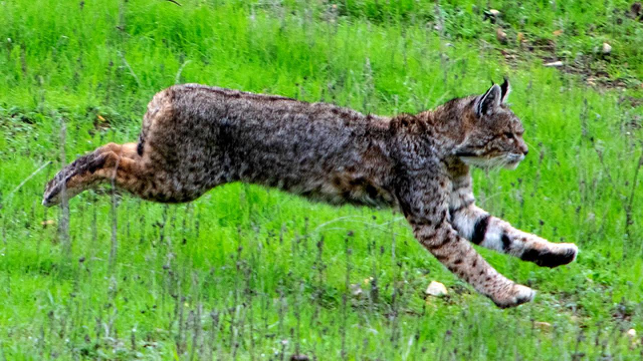 Nature in Focus | Bobcat on the Hunt