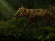 Colossal Biosciences has announced it has begun work on the de-extinction of the thylacine, an iconic Australian marsupial eradicated by human hunting in 1936. Learn how they plan to do it in an exclusive interview with marsupial evolutionary biologist Andrew Pask Ph.D. and Colossal Co-Founder Ben Lamm.