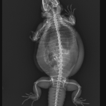 Peak Inside the Scales with Reptile X-Rays